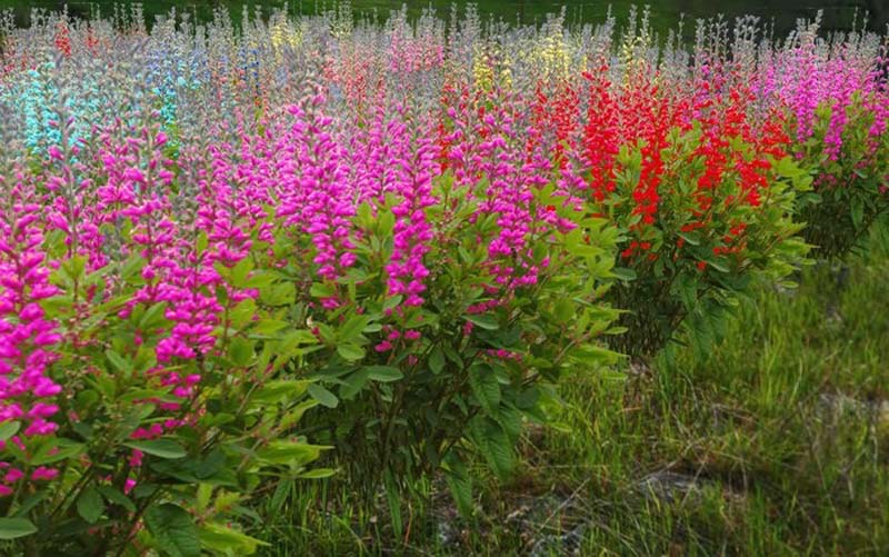 Baptisia-rd