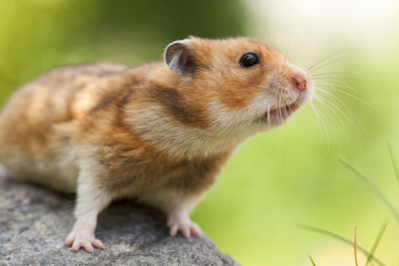 Fun-Interesting-Facts-About-Hamsters-2