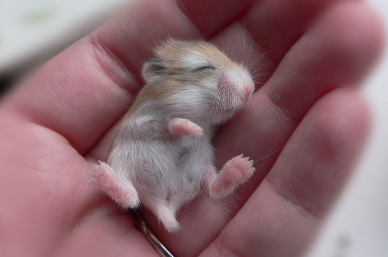 cute baby hamster in hand