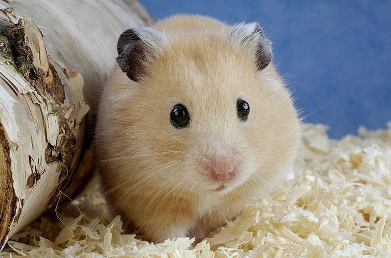 Fun-Interesting-Facts-About-Hamsters-5