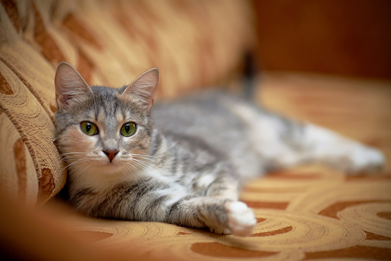 10 Tips for New Cat Owners