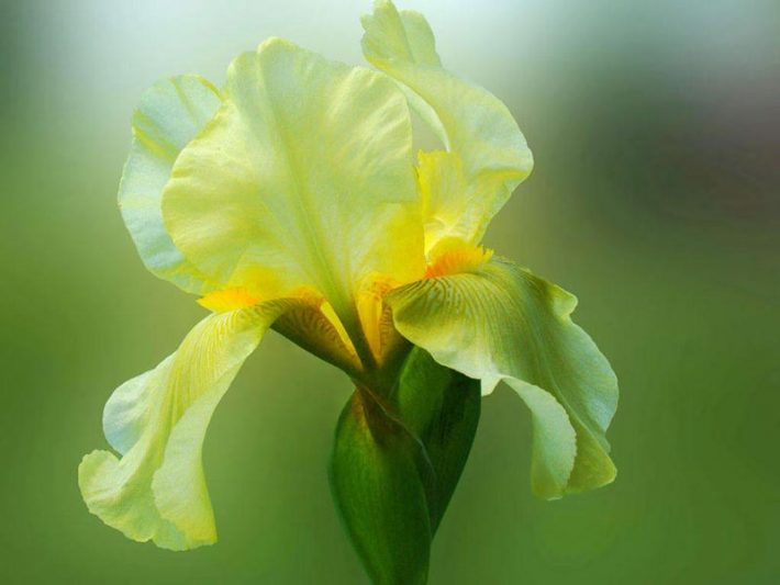 Bearded-Iris-1