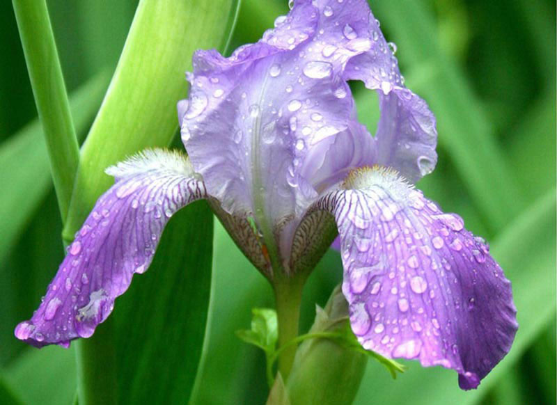 Bearded-Iris-3w