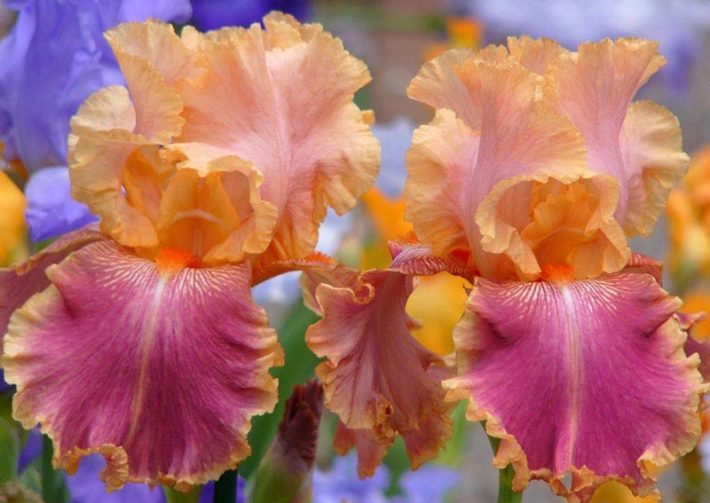 Bearded-Iris-5