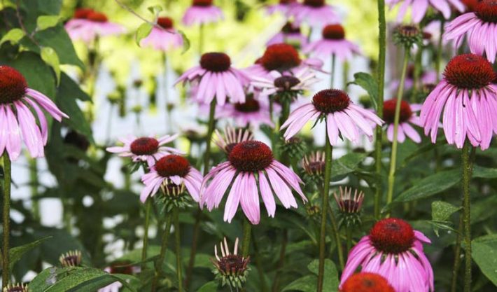 Coneflower-1l