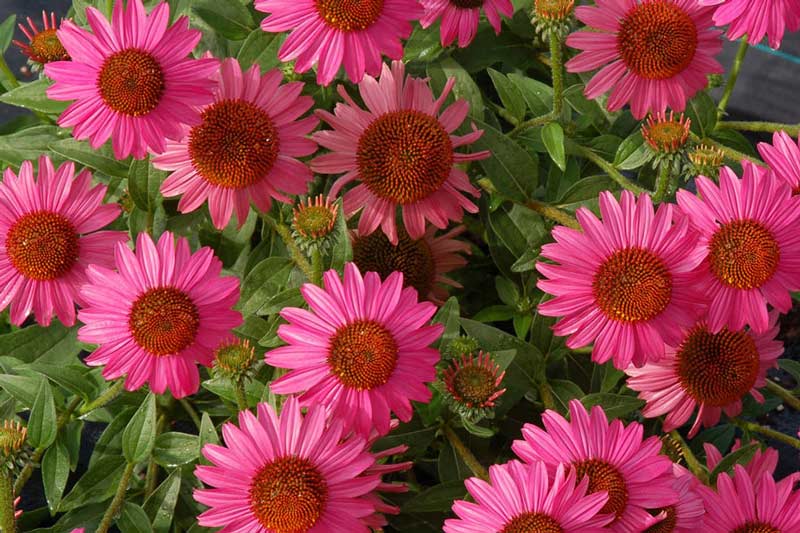 Coneflower-3l