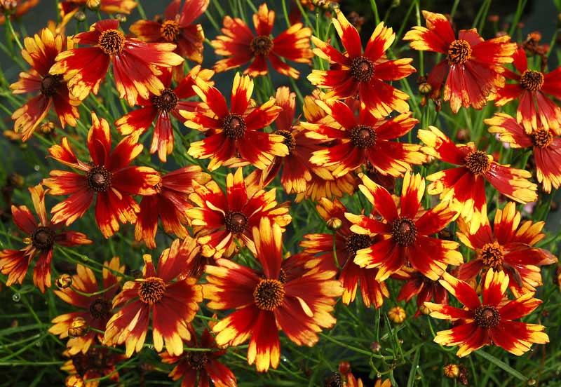 Coreopsis Planting and Growing Tips