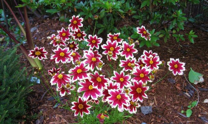 Coreopsis Planting and Growing Tips