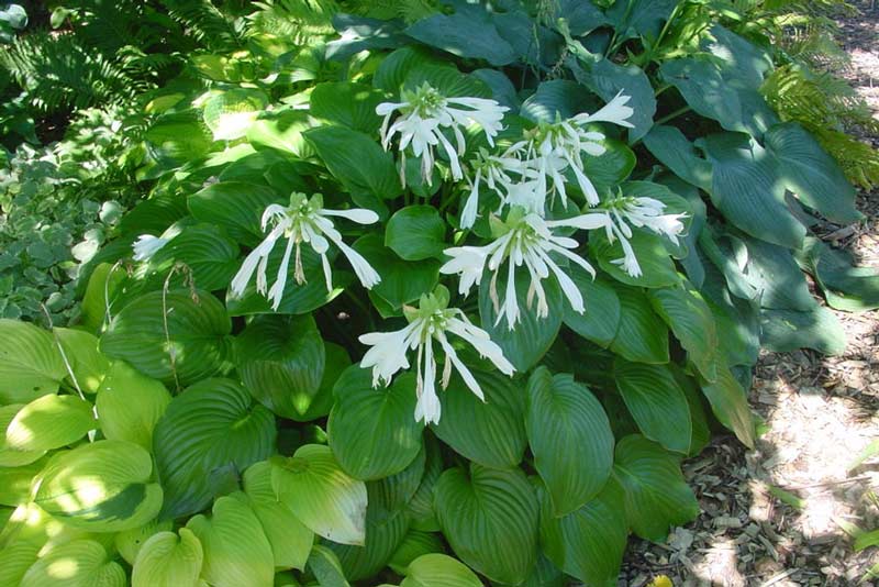 Hosta-1s