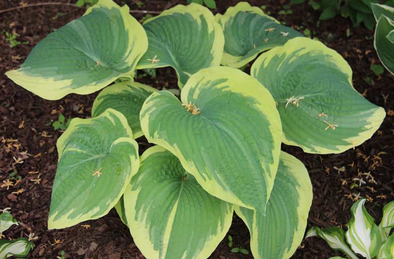 Hosta-3s