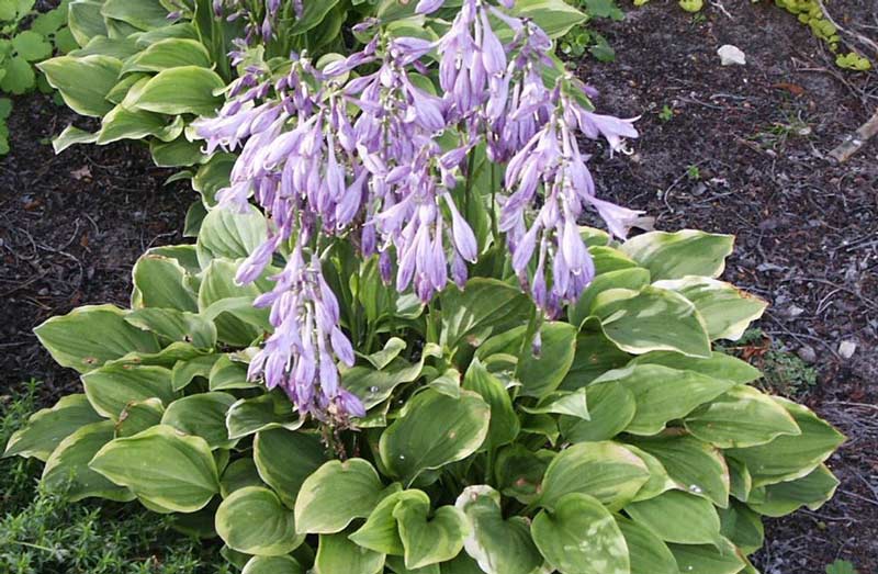 Hosta-4s