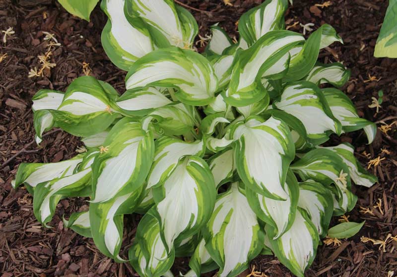 Hosta-5s