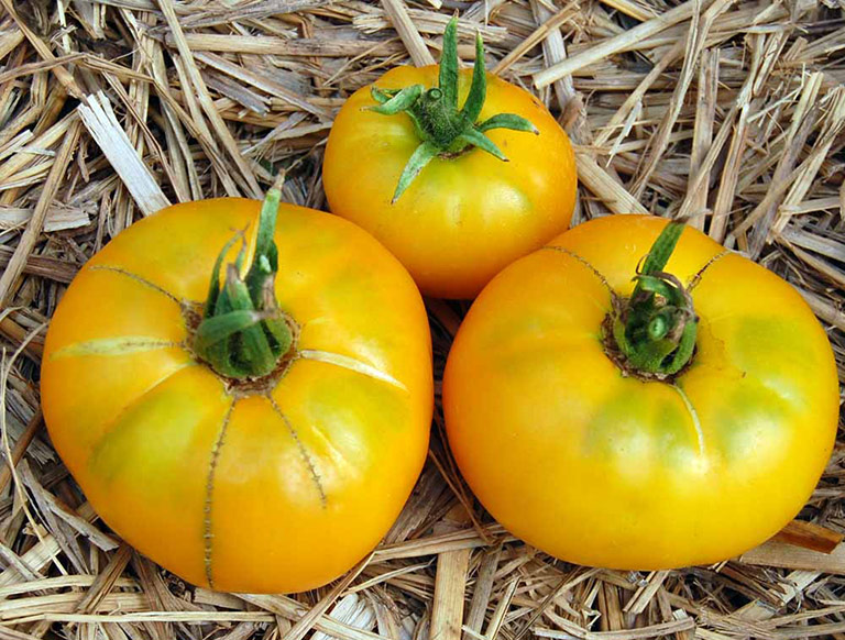 Color and Flavor - Heirloom Tomatoes Varieties