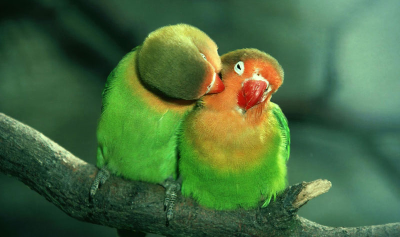 All-You-Need-to-Know-About-Lovebirds-1