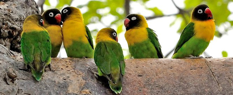 All-You-Need-to-Know-About-Lovebirds-2