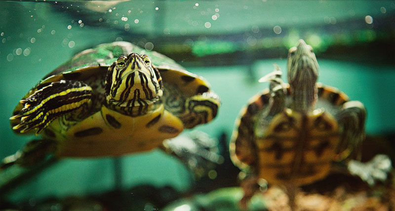 Aquatic-Turtles-Care-1