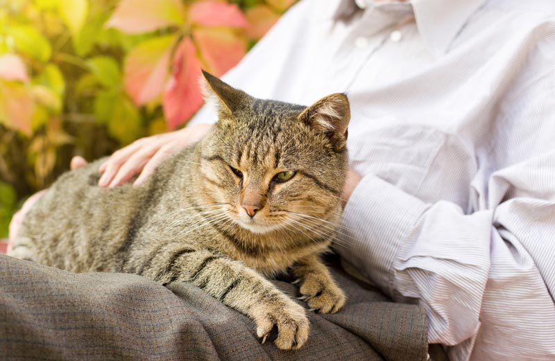 Caring For Older Cats