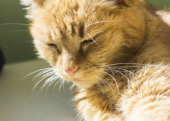 Caring For Older Cats