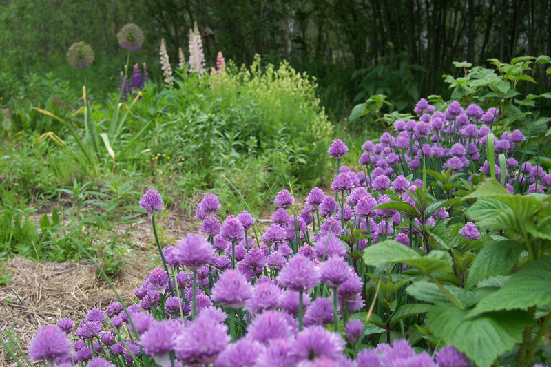 Chives - How to Grow