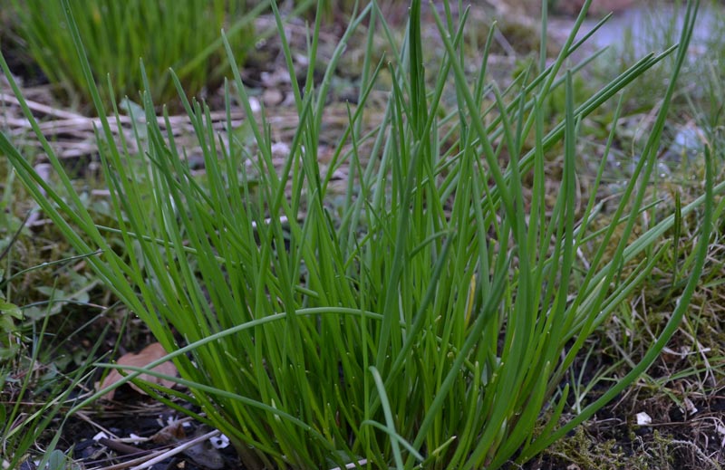 Chives - How to Grow