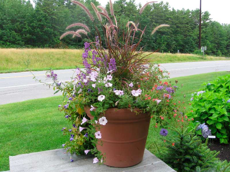 Container-Gardening-Ideas-5