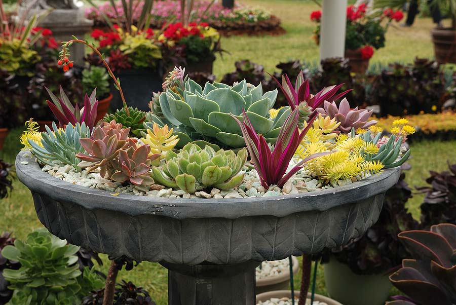 Container-Gardening-Ideas-7