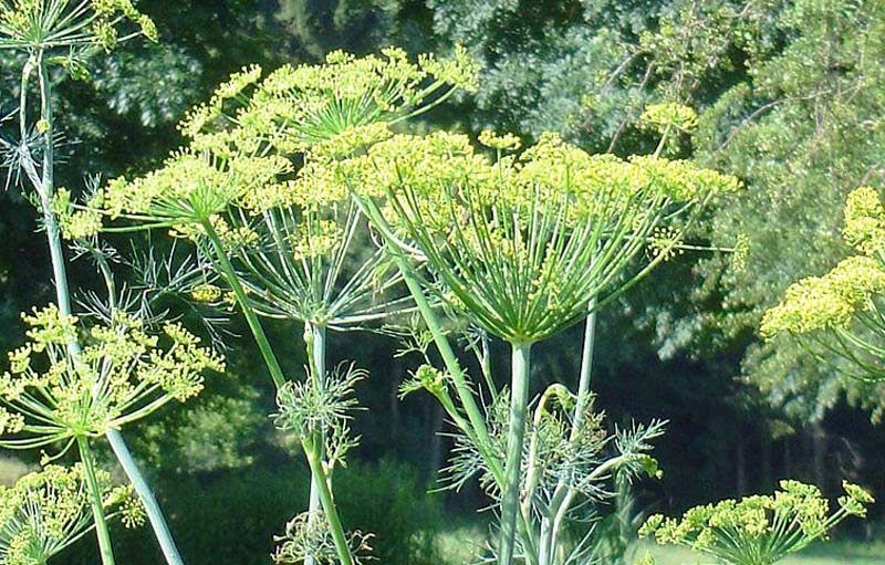 Dill How to Grow