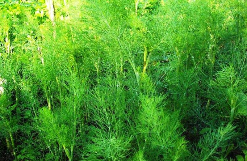 Dill How to Grow