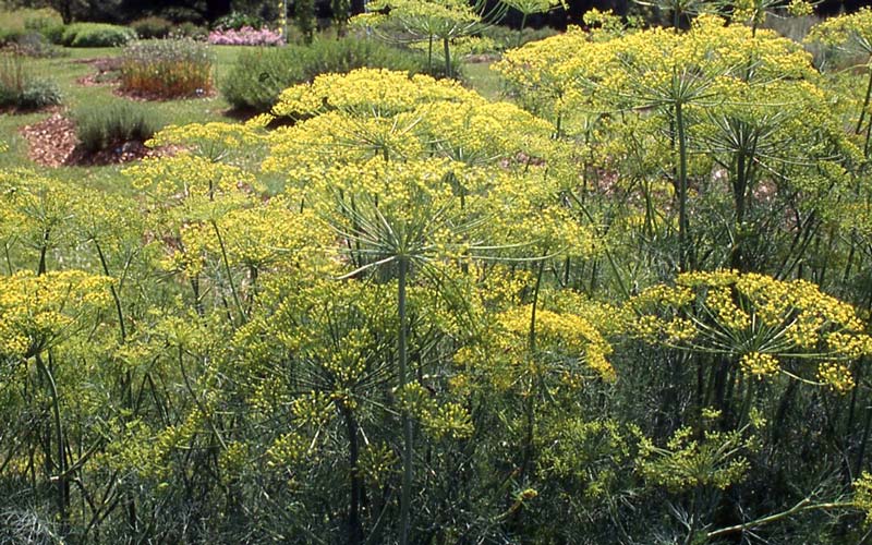 Dill How to Grow