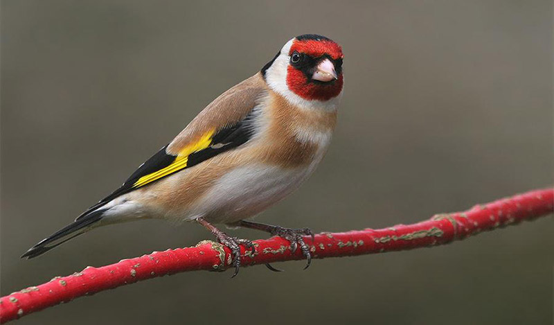 European-Goldfinch-Profile-1