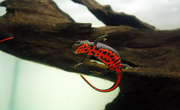 Fire-Bellied-Newts-2