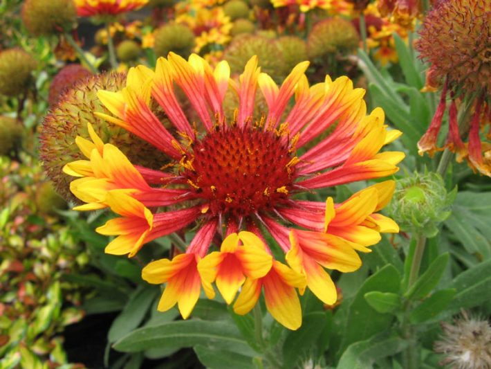 Gaillardia-Fanfare-Unusual