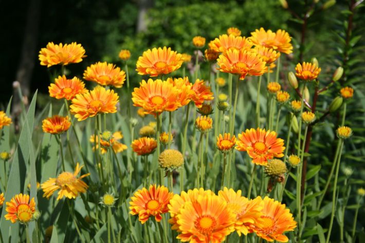 Gaillardia-Oranges-and-Lemons