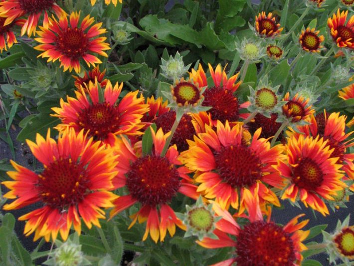 Gaillardia ‘Arizona Sun’