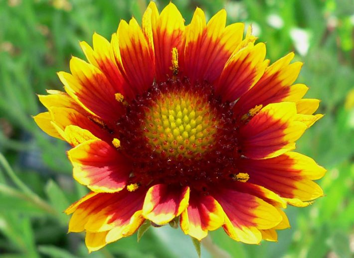 Gaillardia-‘Tokajer’