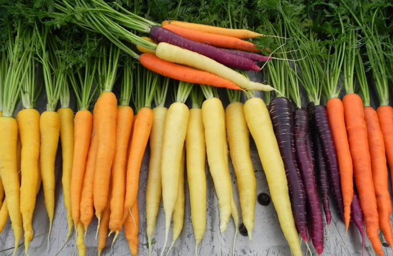 Heirloom Carrots