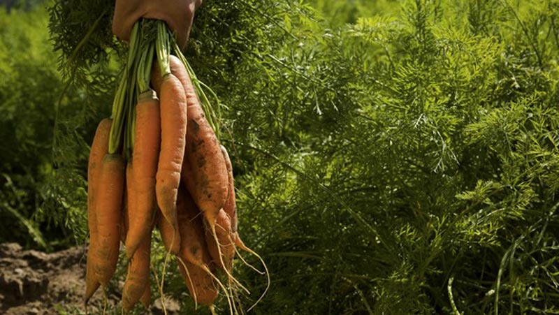 Heirloom Carrots