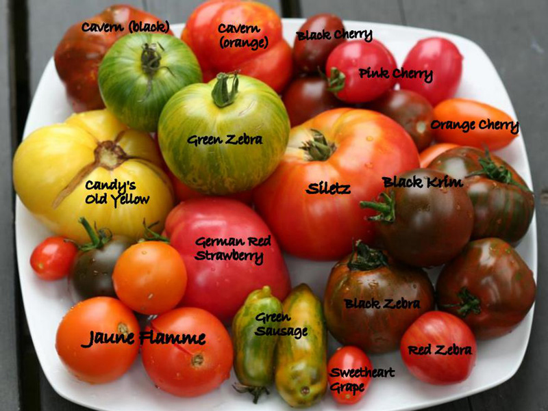 Heirloom Tomatoes Varieties