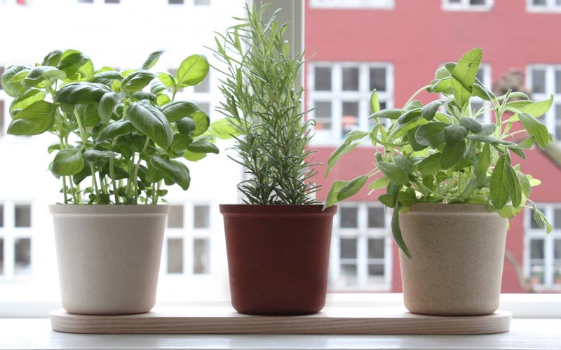 Herbs in Pots