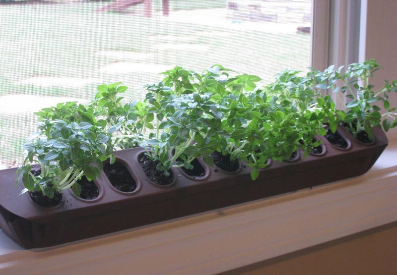 Herbs in Pots