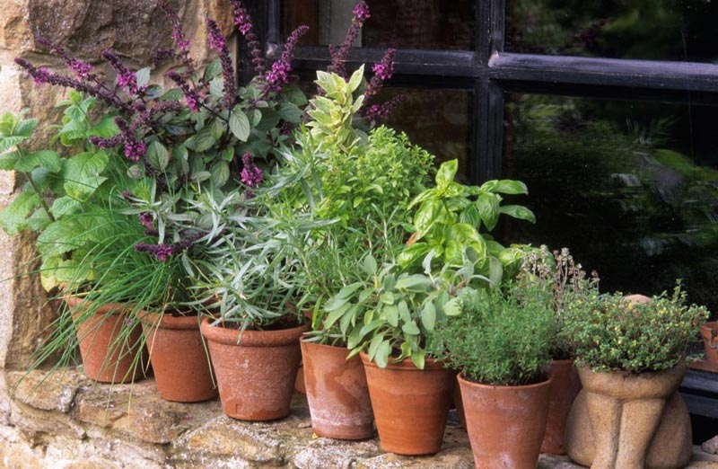 Herbs in Pots