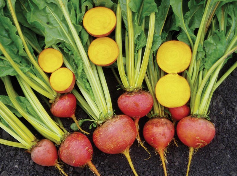 How to Grow Beets