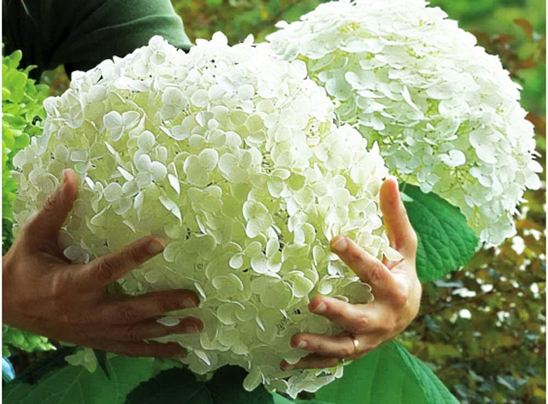 Hydrangea arborescens ‘Incrediball’ has large flower heads and stands up better than ‘Annabelle’
