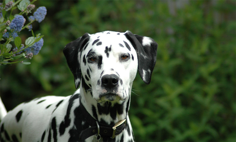 Is A Dalmatian Right Dog For You 2