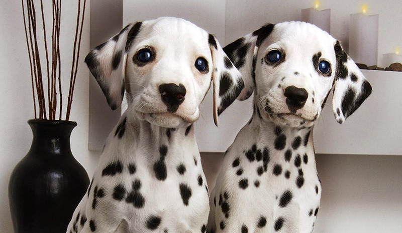 Is-A-Dalmatian-Right-Dog-For-You-3