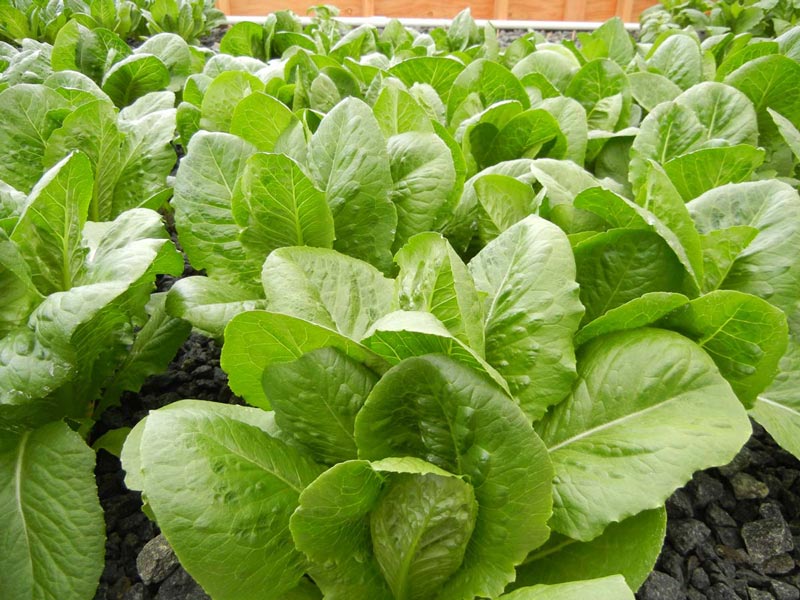 Romaine Lettuce 