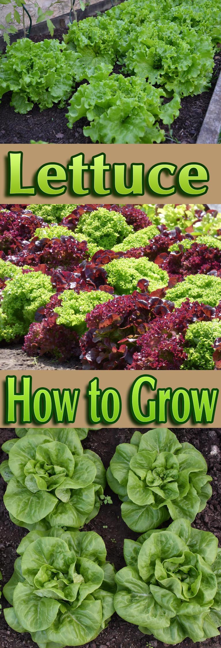 Lettuce How to Grow Quiet Corner