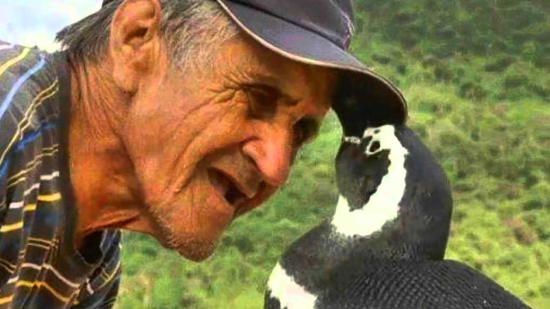 Penguin-Always-Comes-Home-To-The-Man-Who-Saved-His-Life-1