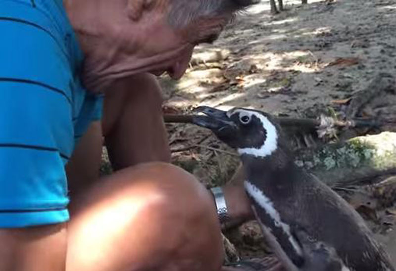 Penguin-Always-Comes-Home-To-The-Man-Who-Saved-His-Life-2
