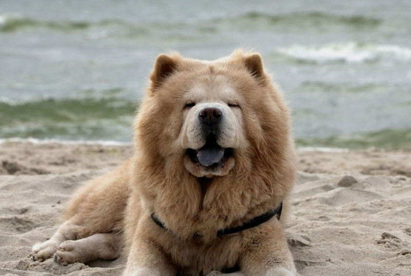 Senior Dogs Feeding And Nutrition